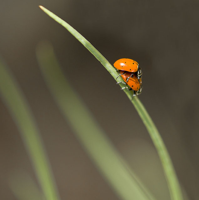 Togetherness in Nature