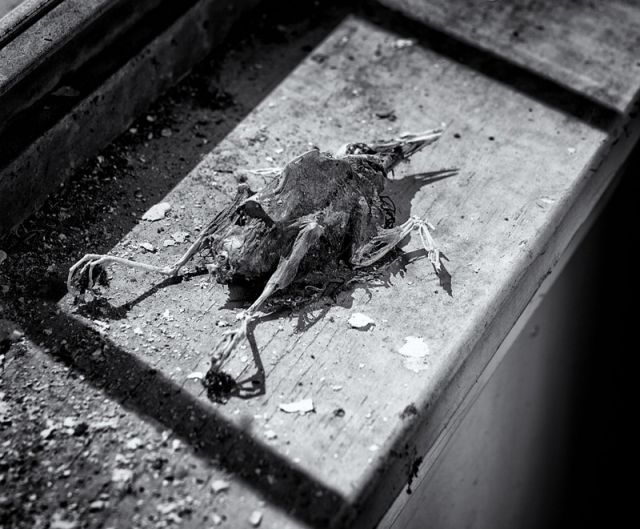 Framed In Death