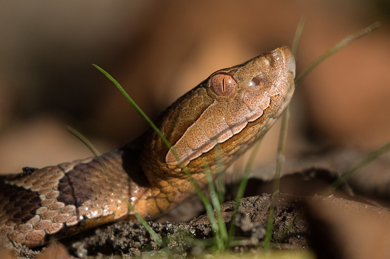 A Real Snake in the Grass
