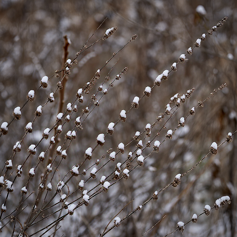 Natural Patterns