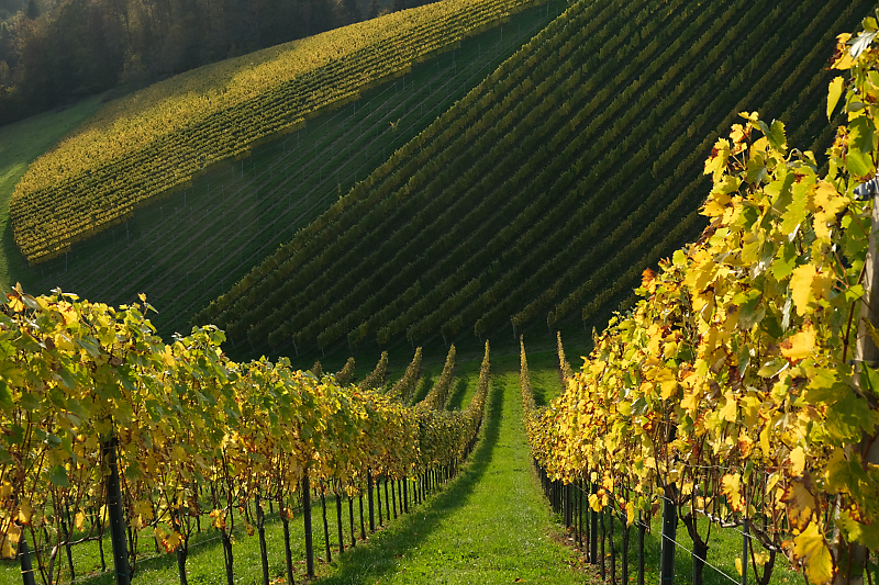 vineyard stripes