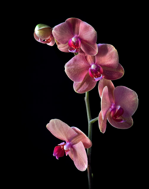 Cymbidium