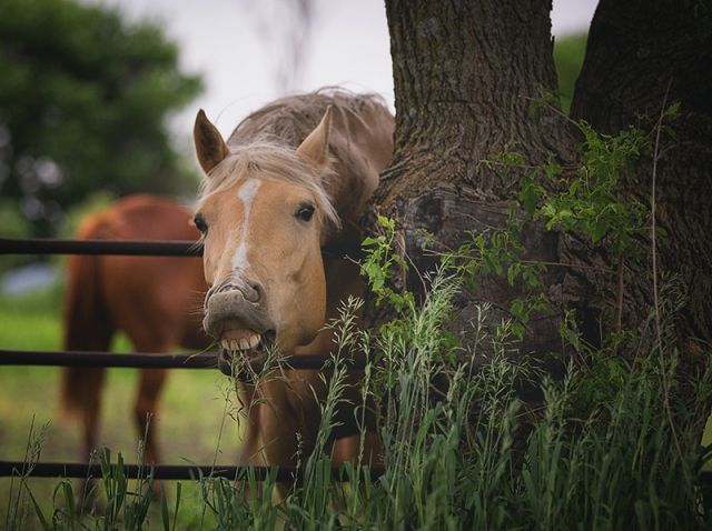 Horse (non)sense