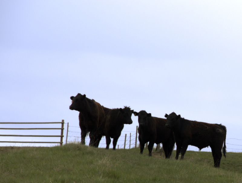 Bovine