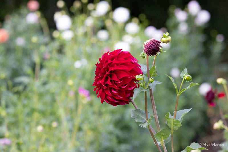 Biggest flower in the garden