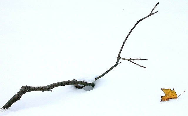cold solitudes