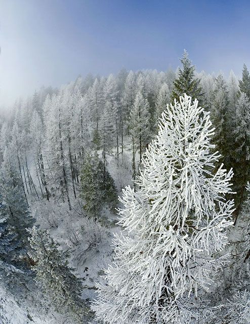 Inversion Frost