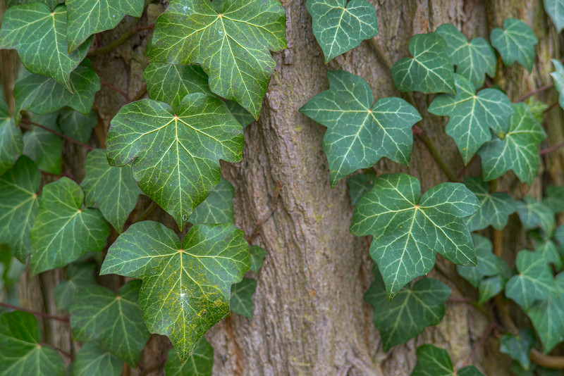 Climbing Ivy
