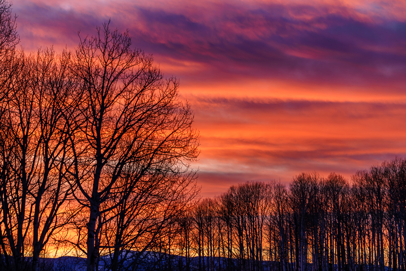 Aspens connected by their roots