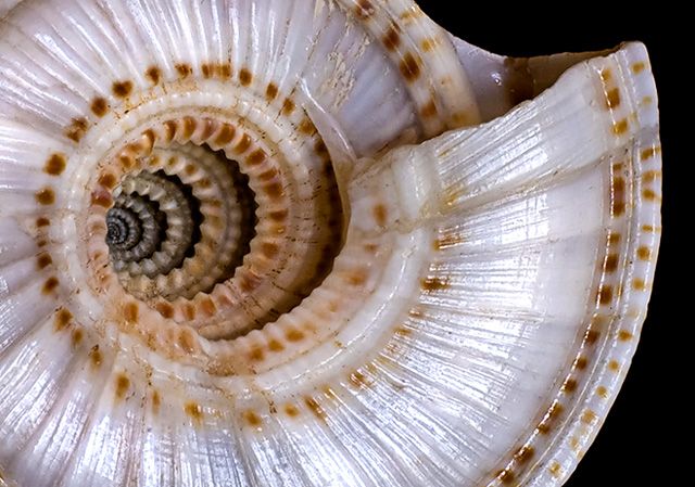 Shell