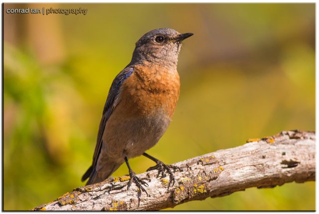 © 2026 Conrad Tan