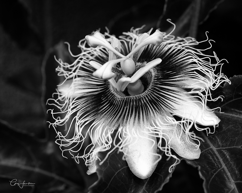 It\\'s all there in Black and White
