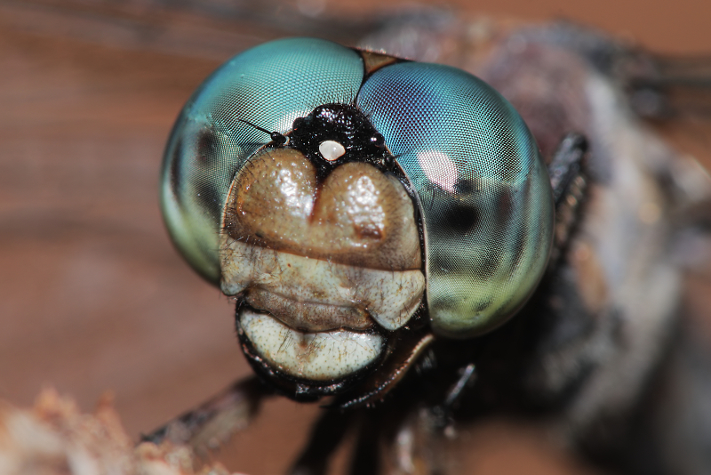 Eyes