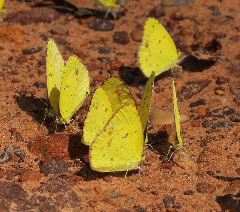 Butterflies
