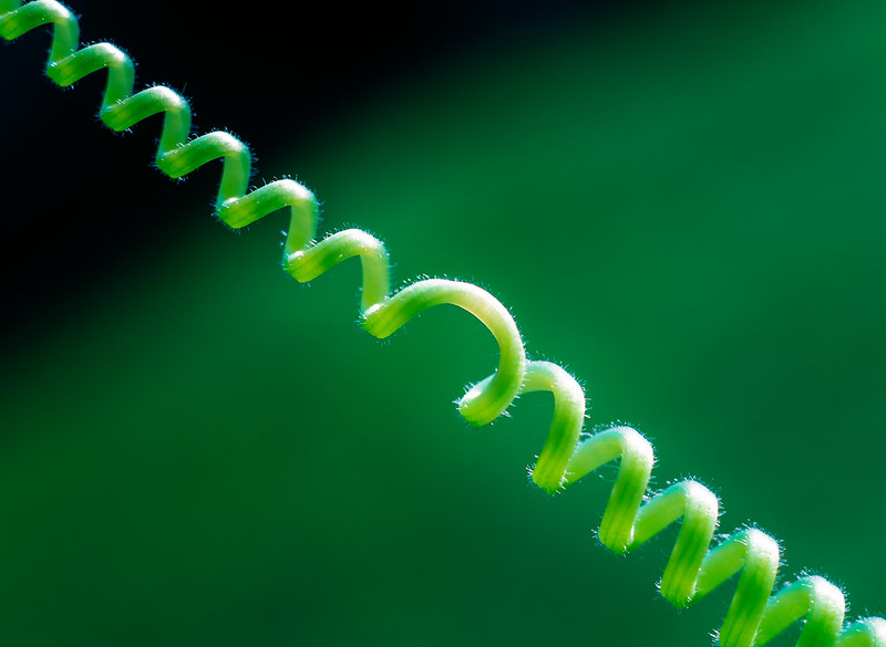 String lines