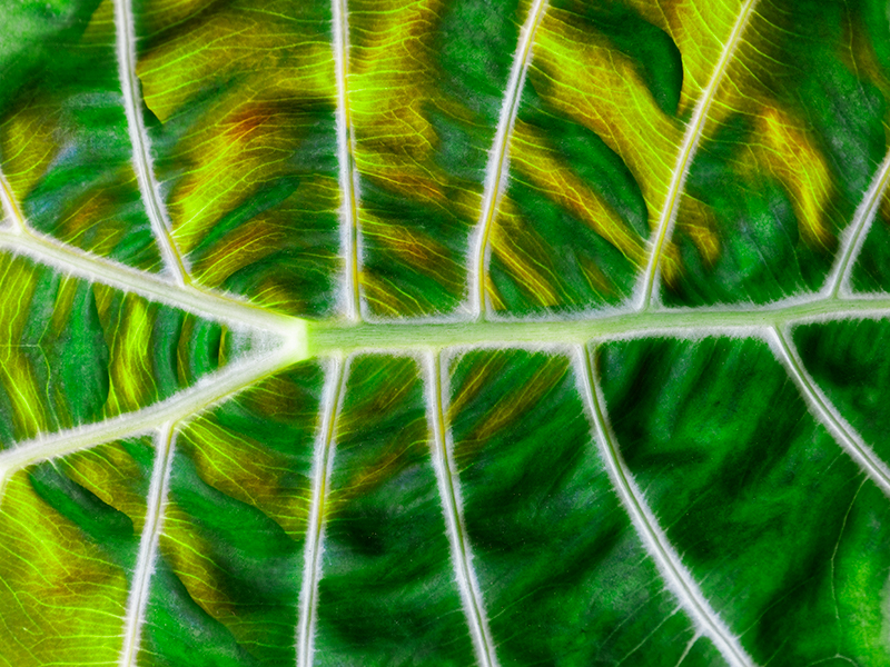 Green Leaf