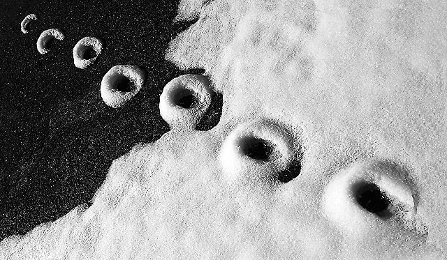Animal tracks