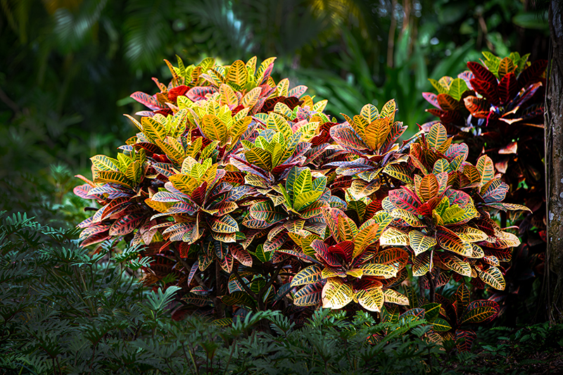 Color in a World of Green