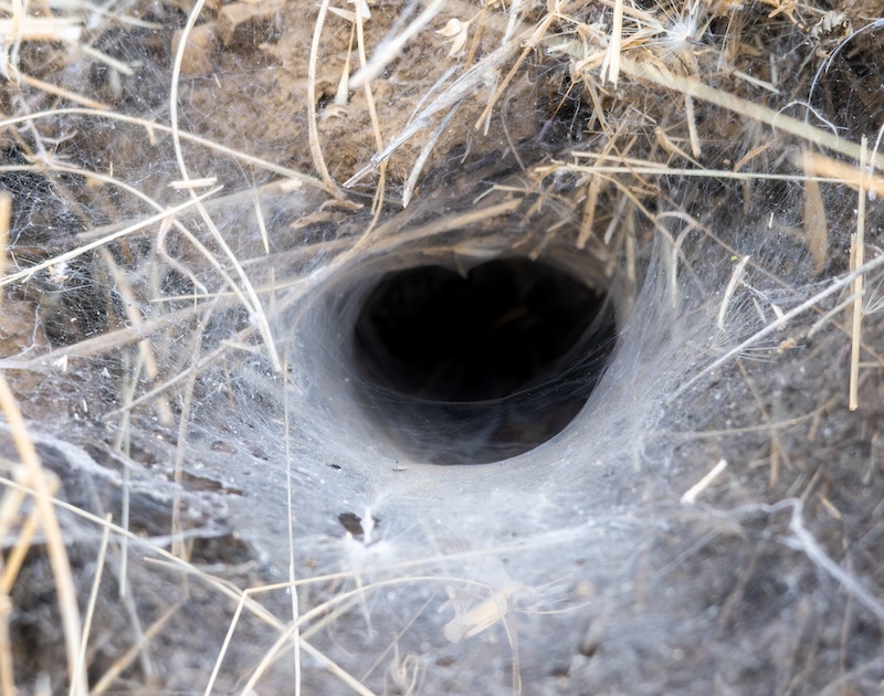 Subterranean