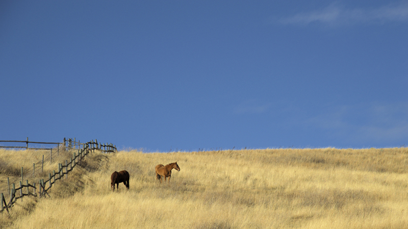 October Horses