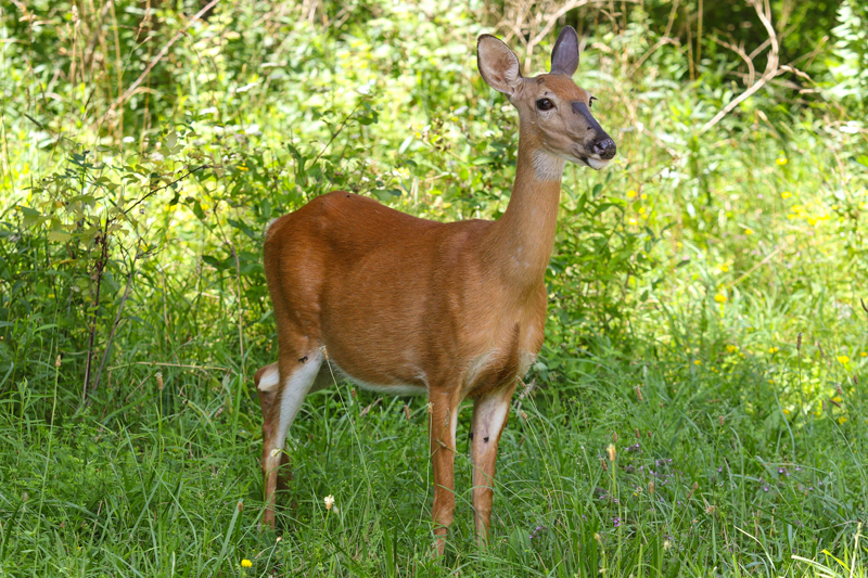 "Oh Deer!"