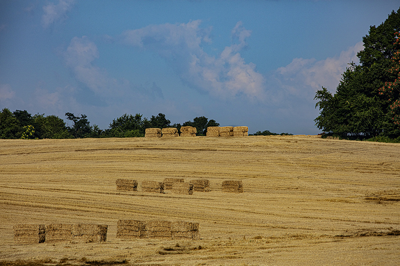 Harvest