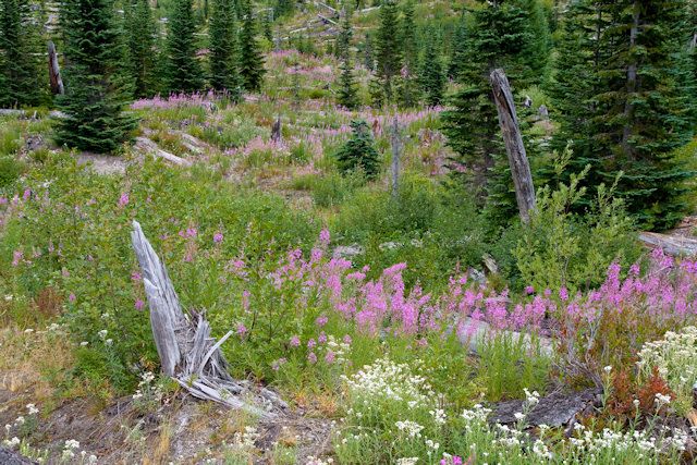 The Path of Mt. St. Helens