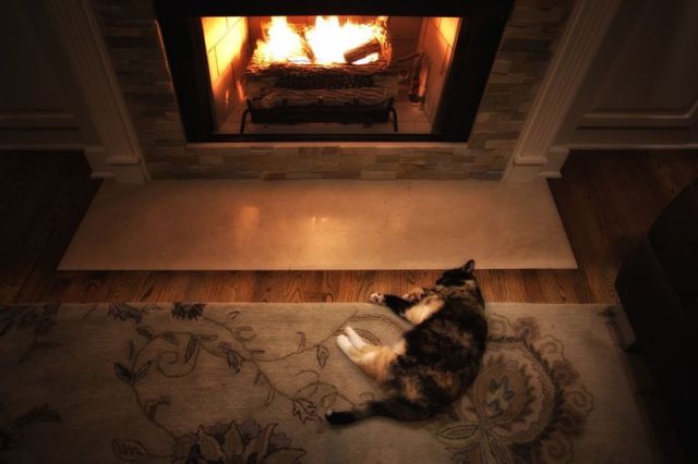 peaceful kitty
