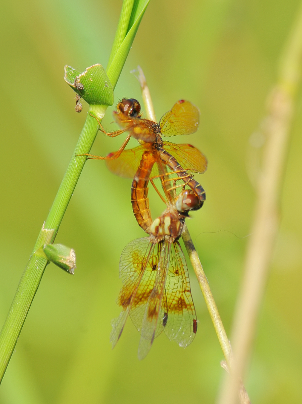 Eastern Amberwings