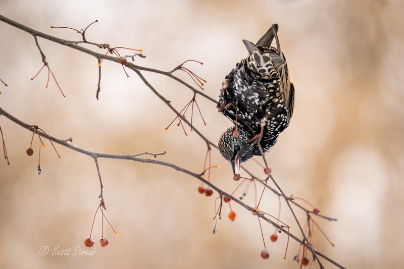 Flip-flopping feeding feral starling
