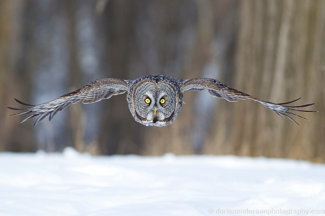 great gray owl - perfect timing!