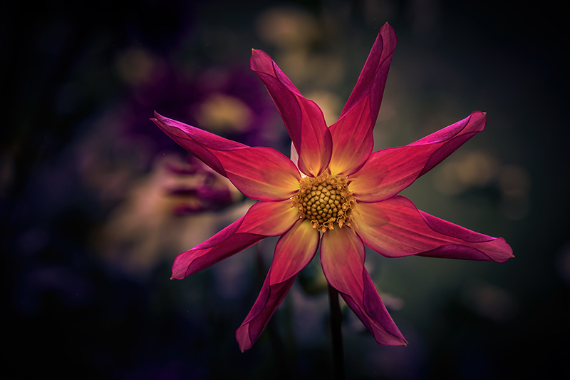 Dahlia  flower