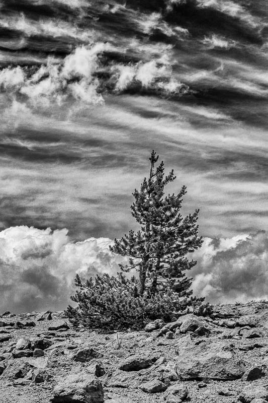 Tree on top of the world