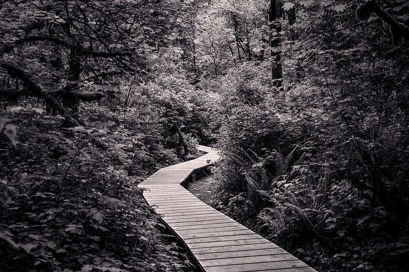 The Forest Is Calling