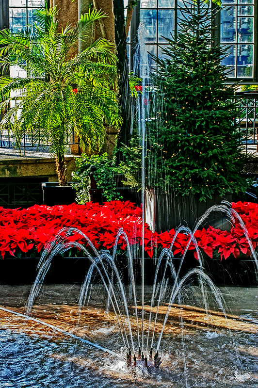 Poinsettia