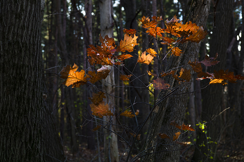 Glowing Oak Leaves