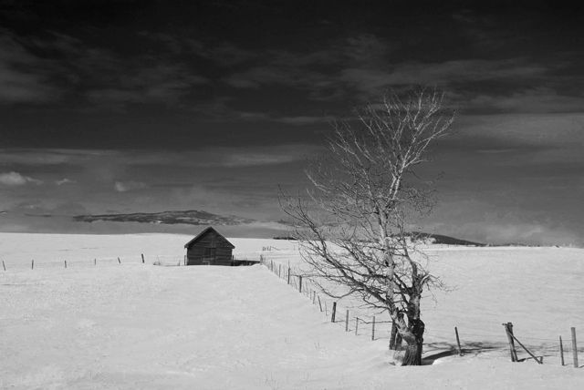 Black & white