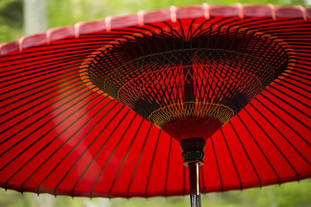 Umbrella Japonica