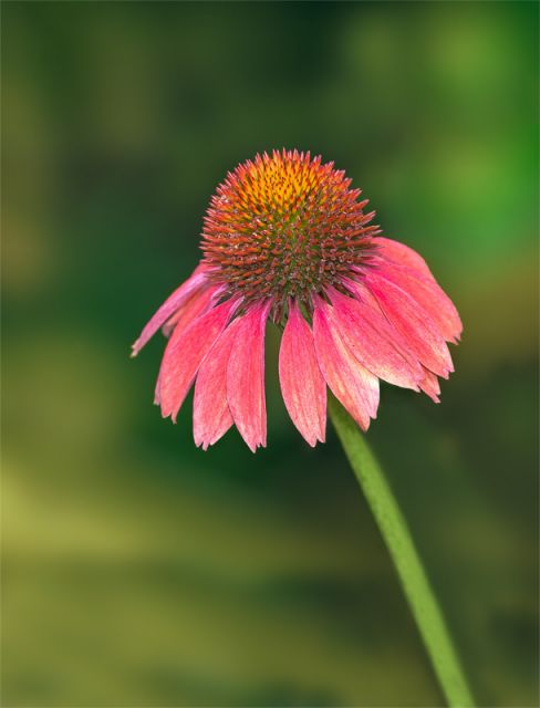 Just A Flower