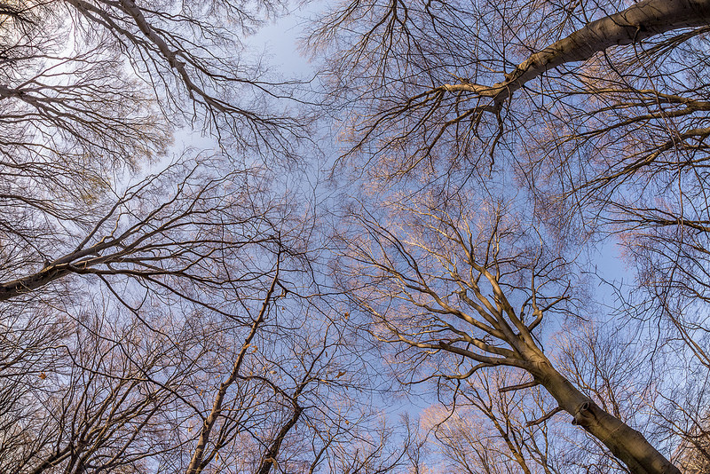 Natural Fractals