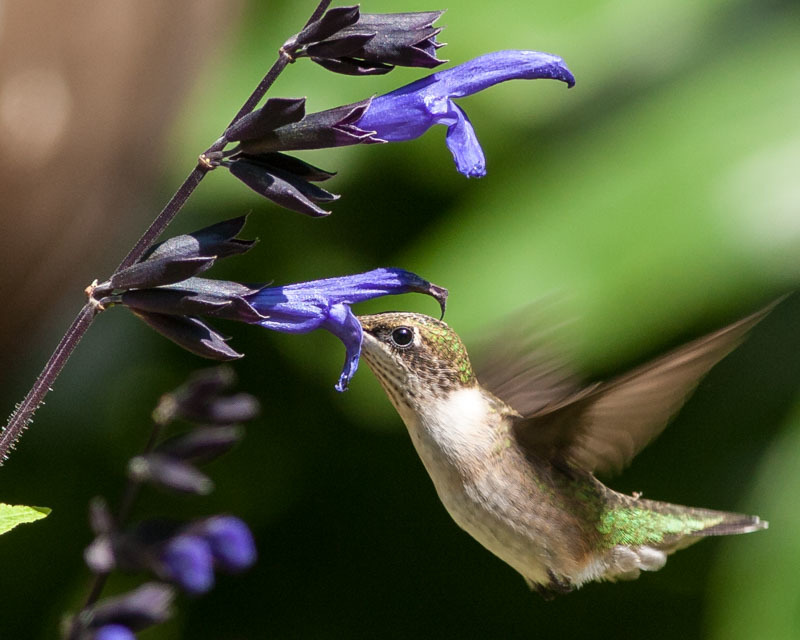 NYC Hummingbird...