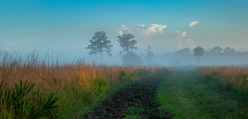 Florida Cow Path