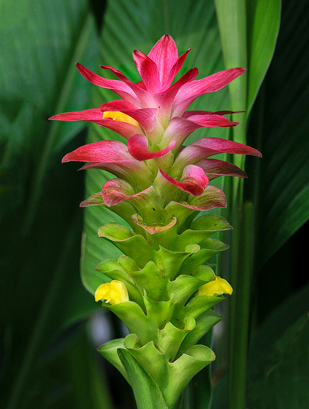 Aussie-Plum-Ginger