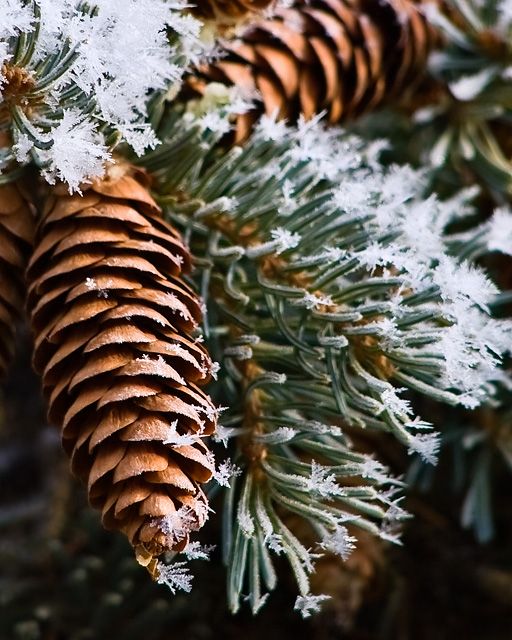 Cone, Needles &amp; Frost