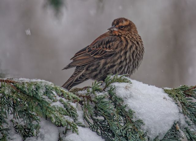 It's Cold in the Garden
