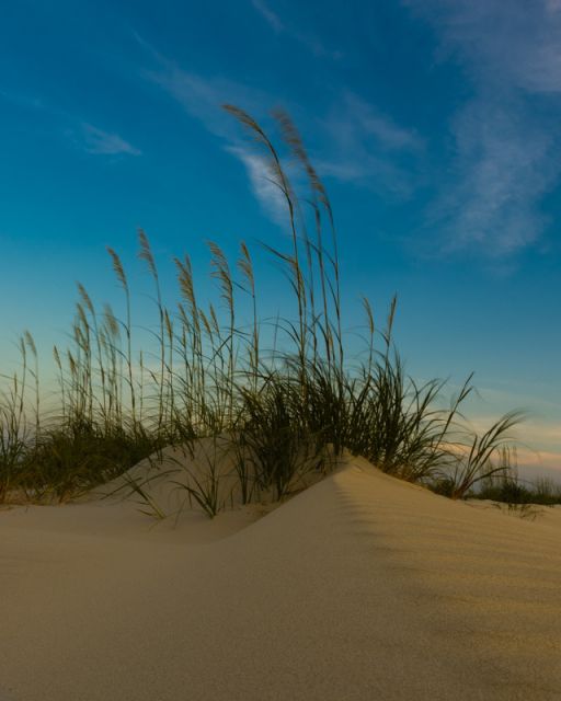 The Dune