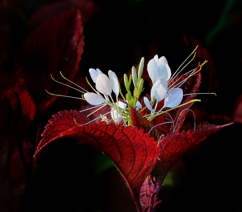 Coleus and Spider Flower