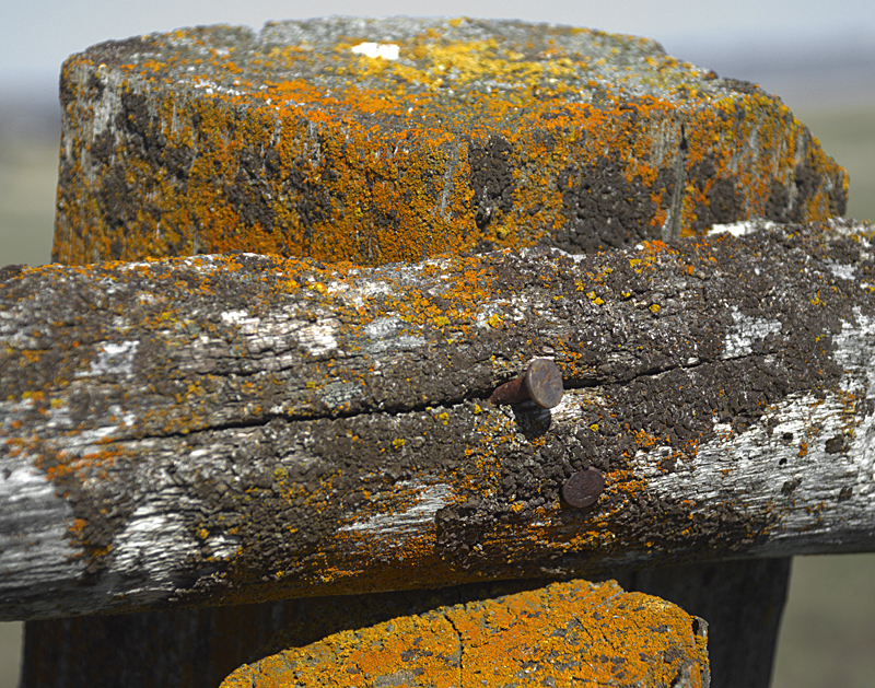 Post and Rail with Lichen and Nails