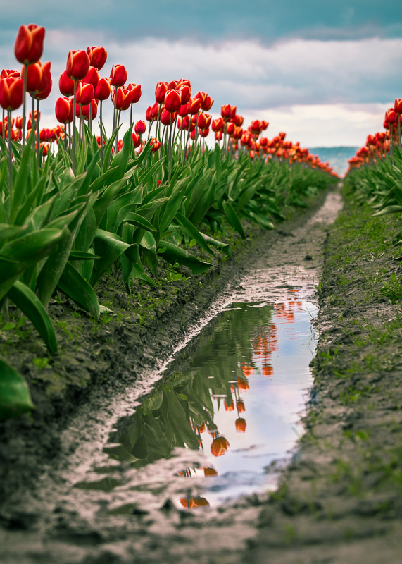 Tulip Reflections
