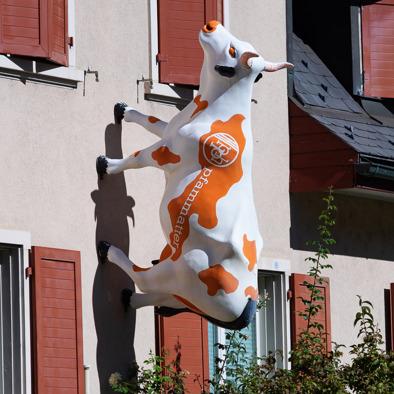 Holy Cow!